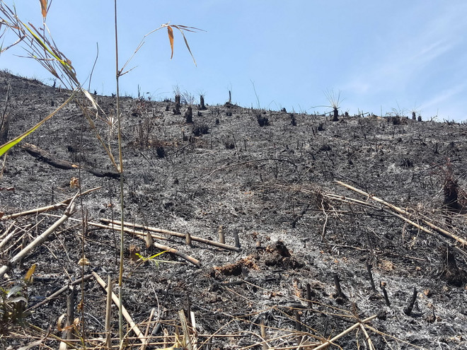 Hàng chục hecta rừng tự nhiên tại Đắk Nông bị tàn phá, đốt trụi ảnh 1