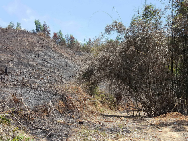 Hàng chục hecta rừng tự nhiên tại Đắk Nông bị tàn phá, đốt trụi ảnh 2