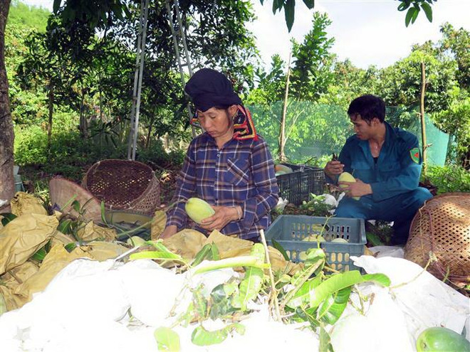 Lô xoài đầu tiên của tỉnh Sơn La được xuất sang thị trường Anh ảnh 2