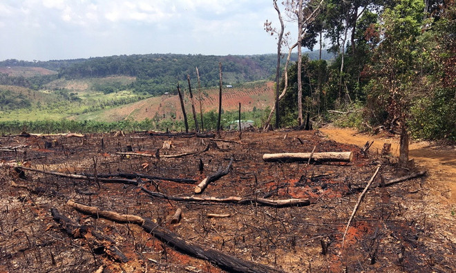 Đắk Nông: Kiến nghị điều tra việc phá hơn 53ha rừng ở xã Quảng Sơn ảnh 2