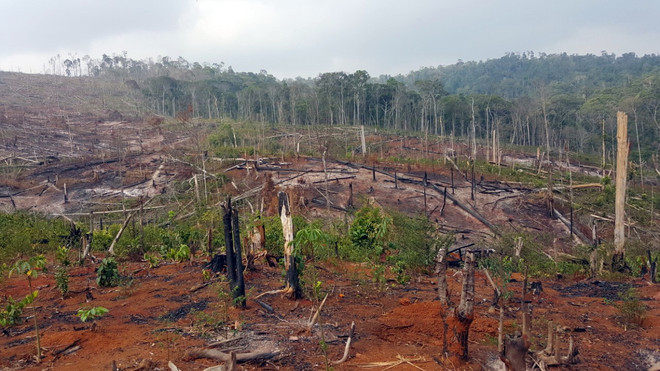 Đắk Nông: Kiến nghị điều tra việc phá hơn 53ha rừng ở xã Quảng Sơn ảnh 1