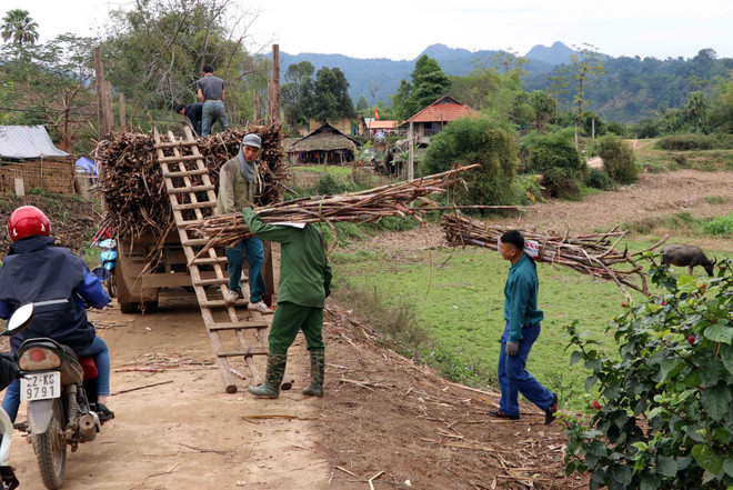 Tháo gỡ khó khăn trong sản xuất kinh doanh mía đường tại Tuyên Quang ảnh 1
