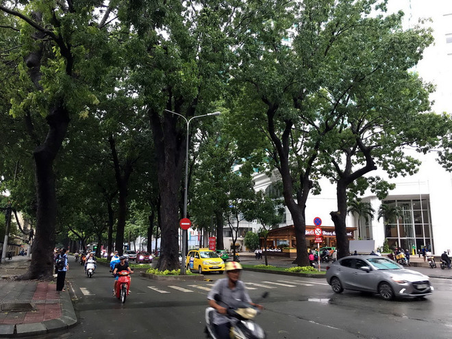 Sử dụng gỗ đốn hạ cây xanh đô thị làm bàn ghế trong công viên ảnh 1