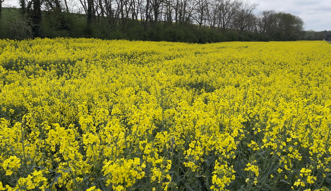 Pháp: Nước xốt mù tạt cay nồng - niềm tự hào của người dân Dijon ảnh 4