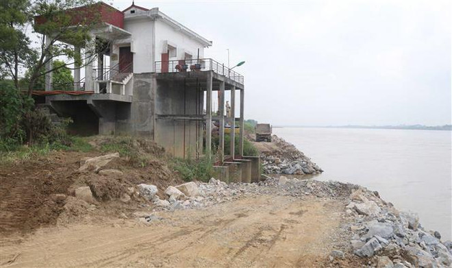Phú Thọ xử lý khẩn cấp tình trạng sạt lở đê tả sông Thao ảnh 1