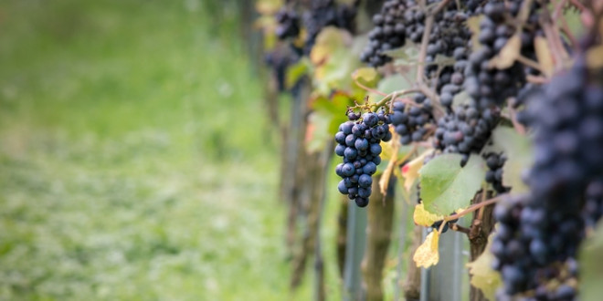 Ngành sản xuất rượu champagne của Anh điêu đứng sau Brexit ảnh 1