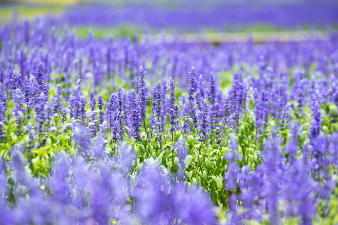 Du lịch trực tuyến và cuộc ‘dấn thân’ của các doanh nghiệp Việt ảnh 3