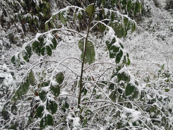 Nhiệt độ giảm sâu, Sa Pa bắt đầu xuất hiện băng giá ảnh 1