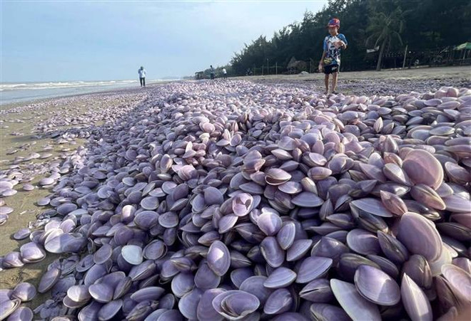 Ngao tự nhiên chết bất thường, trôi dạt vào bờ biển Thanh Hóa ảnh 1