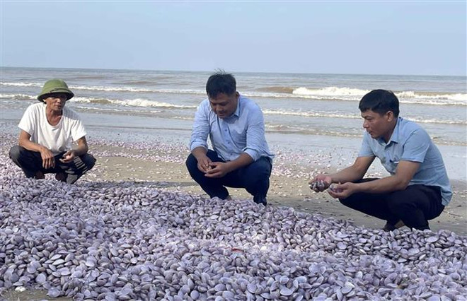 Ngao tự nhiên chết bất thường, trôi dạt vào bờ biển Thanh Hóa ảnh 2
