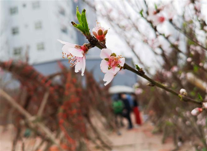 Nhiều địa phương tạm dừng tổ chức các lễ hội đầu Xuân để phòng dịch ảnh 1