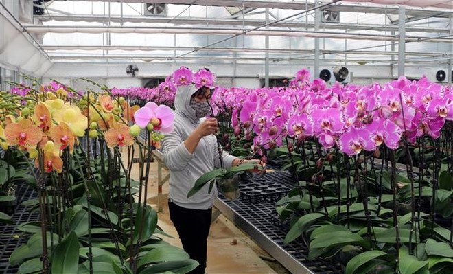 Trang trại lan hồ điệp theo công nghệ Israel (Ảnh: Đức Tưởng/Vietnam+) Đầu tư hàng chục tỷ đồng trồng lan hồ điệp theo công nghệ Israel ảnh 1