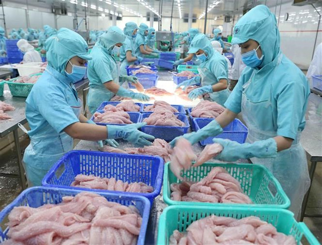 Chế biến cá tra xuất khẩu. (Ảnh: Vũ Sinh/TTXVN) Giá trị xuất khẩu nông, lâm, thủy sản 'tăng tốc' ngay từ đầu năm ảnh 1