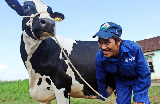 Hoa hậu bò sữa Mộc Châu 2014: Cuộc đua của 135 “cô bò” ảnh 1