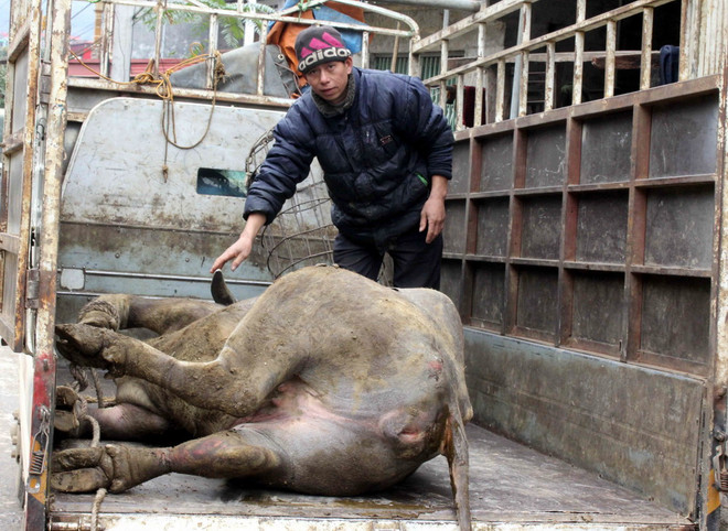 Đã có hơn 7.000 con trâu, bò bị chết đói và rét ở phía Bắc ảnh 1