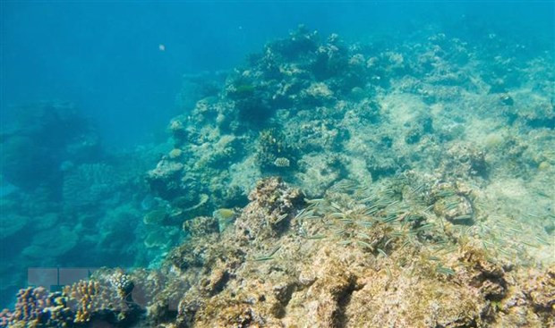 Nhà khoa học cảnh báo về triển vọng phục hồi rạn san hô Barrier Reef ảnh 1