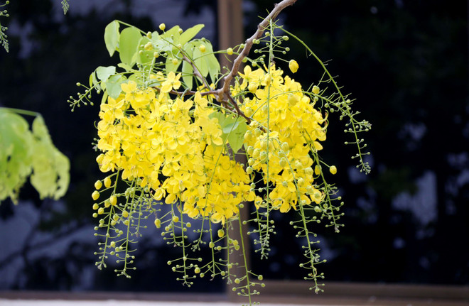 Ý nghĩa của loài hoa Dook Khoun trong đời sống của người dân Lào ảnh 1