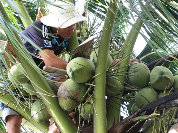 Nông dân Tiền Giang phấn khởi vì giá dừa khô tăng mạnh trở lại ảnh 1