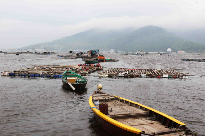 Ngư dân, tiểu thương Đà Nẵng khốn khổ vì không bán được cá ảnh 1
