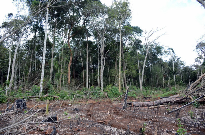 Đắk Nông: Hợp tác xã Hợp Tiến để mất rừng với diện tích lớn ảnh 1