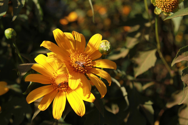 Chiêm ngưỡng cây hoa dã quỳ trắng độc nhất vô nhị ở Đà Lạt ảnh 9