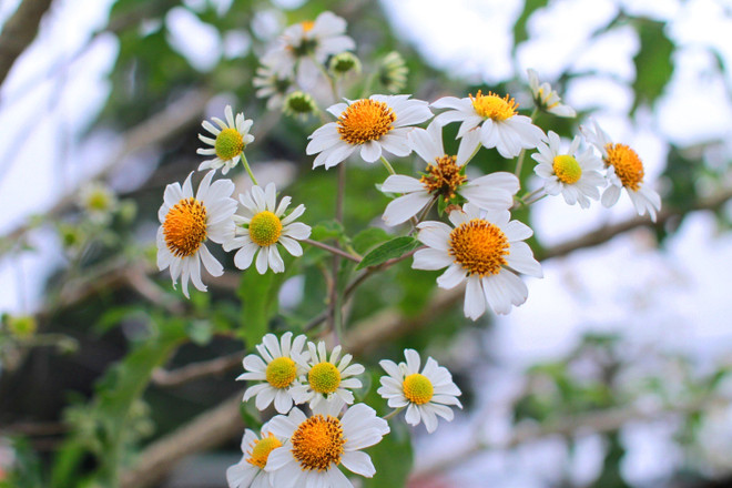 Chiêm ngưỡng cây hoa dã quỳ trắng độc nhất vô nhị ở Đà Lạt ảnh 2