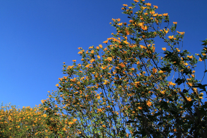 Chiêm ngưỡng cây hoa dã quỳ trắng độc nhất vô nhị ở Đà Lạt ảnh 10