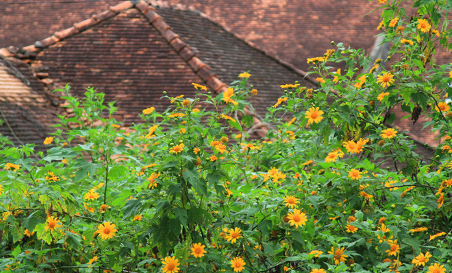 Chiêm ngưỡng cây hoa dã quỳ trắng độc nhất vô nhị ở Đà Lạt ảnh 8