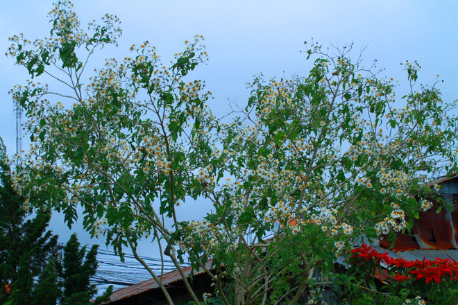 Chiêm ngưỡng cây hoa dã quỳ trắng độc nhất vô nhị ở Đà Lạt ảnh 4