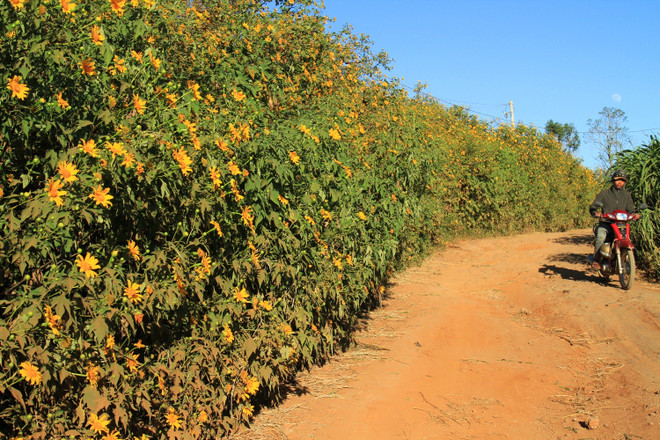 Chiêm ngưỡng cây hoa dã quỳ trắng độc nhất vô nhị ở Đà Lạt ảnh 11