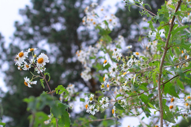 Chiêm ngưỡng cây hoa dã quỳ trắng độc nhất vô nhị ở Đà Lạt ảnh 3