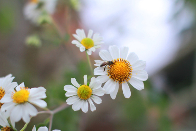 Chiêm ngưỡng cây hoa dã quỳ trắng độc nhất vô nhị ở Đà Lạt ảnh 5