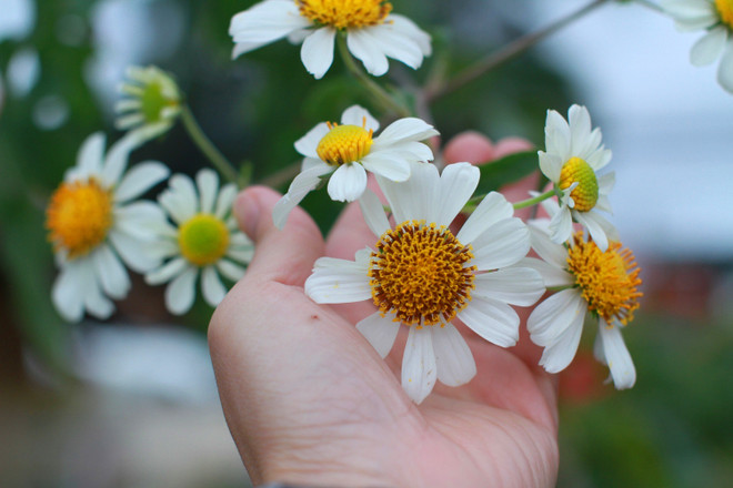 Chiêm ngưỡng cây hoa dã quỳ trắng độc nhất vô nhị ở Đà Lạt ảnh 1