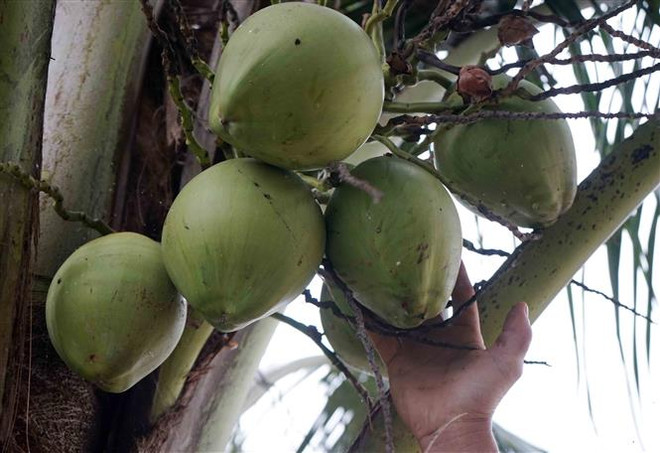 Lập các tổ thu mua hỗ trợ nông dân trồng dừa ở tỉnh Bến Tre ảnh 1