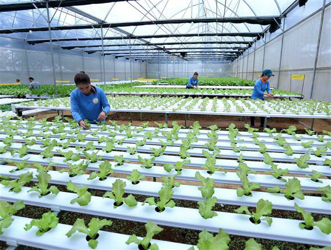 Hoạt động tại một hợp tác xã nông nghiệp. (Nguồn: TTXVN) Luật Trồng trọt có hiệu lực, gắn sản xuất với chế biến nông sản ảnh 2
