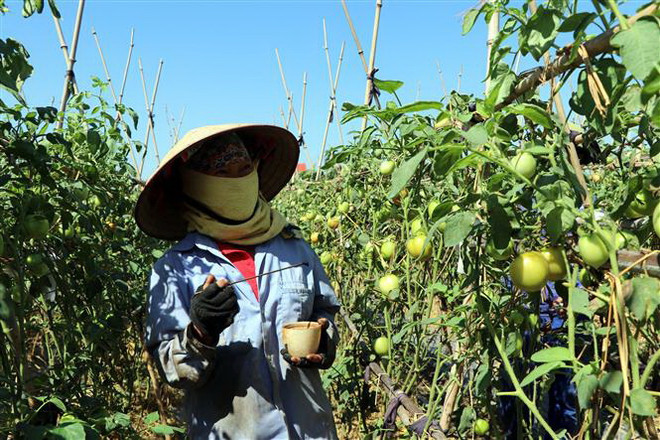 Người dân ở xã Thượng Đạt, thành phố Hải Dương, chăm sóc vườn cà chua ghép trên gốc cà tím. (Ảnh: Mạnh Tú/TTXVN) Luật Trồng trọt có hiệu lực, gắn sản xuất với chế biến nông sản ảnh 1