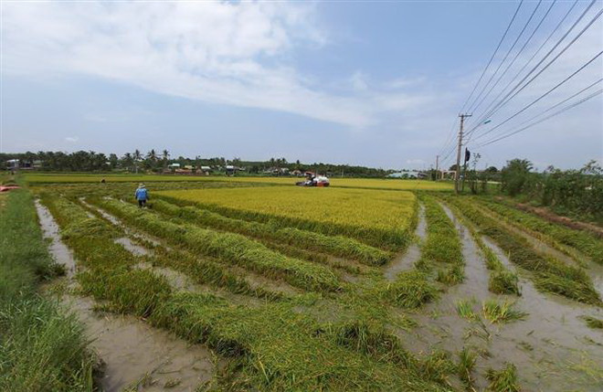 Một số hộ dân tại Kon Tum tranh thủ gặt sớm sau khi bị ảnh hưởng nặng nề từ mưa đá. (Ảnh: Dư Toán/TTXVN) Mưa đá và lốc xoáy gây nhiều thiệt hại tại Kon Tum, Bình Phước ảnh 1