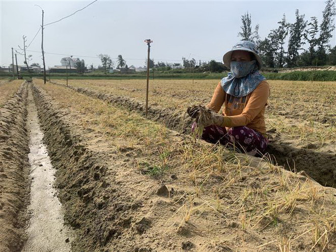 Bình Định: Hàng chục hécta cây hành, kiệu bị chết hàng loạt ảnh 2