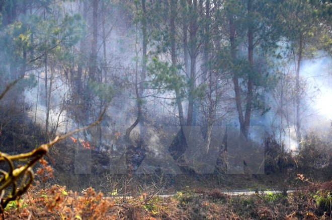 Cháy rừng tại Nghệ An, nhiều diện tích thông và keo bị thiêu rụi ảnh 1