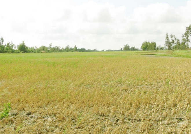 Đồng bằng sông Cửu Long cấp bách chống mặn, giảm thiệt hại ảnh 1