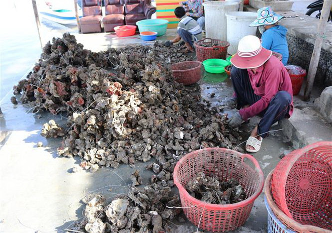 Phân loại hàu sau khi thu hoạch. (Ảnh: Nguyễn Thành/TTXVN) Nuôi hàu Thái Bình Dương treo dây mang lại thu nhập ổn định ảnh 2