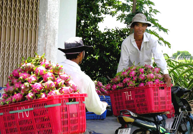 Chuyển thanh long đi tiêu thụ. (Ảnh: Nguyễn Thanh/TTXVN) Xây dựng vùng nguyên liệu trái cây: Giữ vững thị trường nội địa ảnh 1