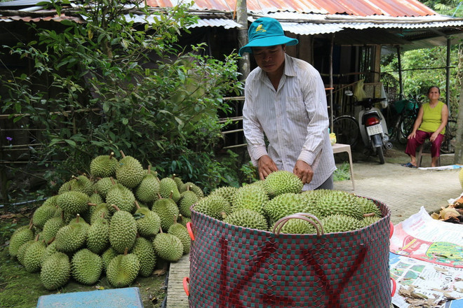 Thu hoạch sầu riêng ở huyện Cai Lậy. (Ảnh: Minh Trí/TTXVN) Xây dựng vùng nguyên liệu trái cây: Giữ vững thị trường nội địa ảnh 2