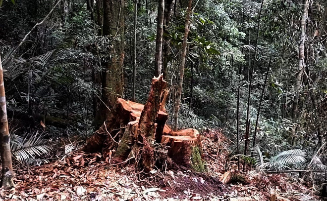 Rừng ở Đăk Tô lại bị xâm hại, loạt cây có đường kính 60cm bị đốn hạ ảnh 1