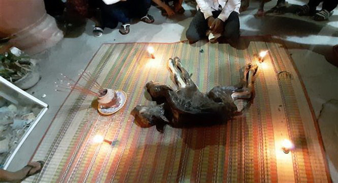 Sóc Trăng: Tránh các hành vi mê tín dị đoan vì con bê hai đầu ảnh 1