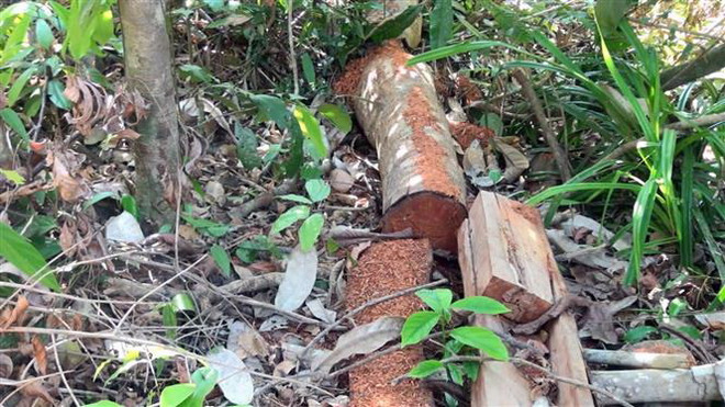 Vụ mở đường để phá rừng ở Phú Yên: Chuyển hồ sơ sang cơ quan điều tra ảnh 1