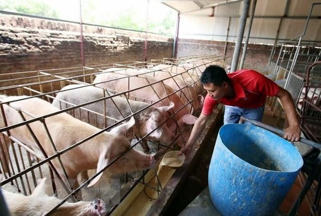 Ngành nông nghiệp tăng trưởng khá dù bị thiệt hại vì dịch tả lợn ảnh 1