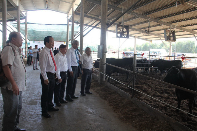 Chăn nuôi bò Waguy theo quy trình và công nghệ Nhật Bản. (Ảnh: Bùi Giang/TTXVN) Doanh nghiệp Việt Nam và Nhật Bản hợp tác nuôi bò Waguy ảnh 1