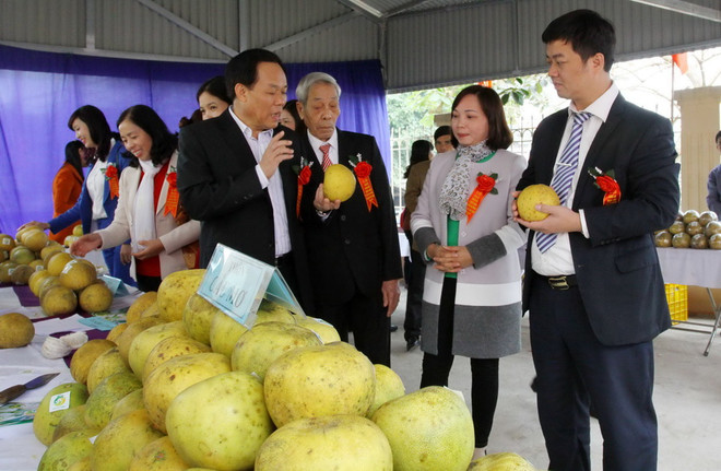 Các đại biểu tham quan gian hàng bưởi Đại Minh. (Ảnh: Tuấn Anh/Vietnam+) Yên Bái: Đặc sản bưởi Đại Minh có giấy chứng nhận nhãn hiệu ảnh 1