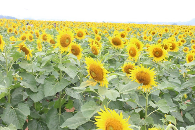 Cánh đồng hoa hướng dương lớn nhất Việt Nam hút du khách ảnh 1